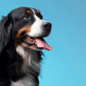 Carlos Ronaldo Sampaio Coletti